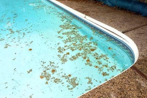 how to restore a neglected pool